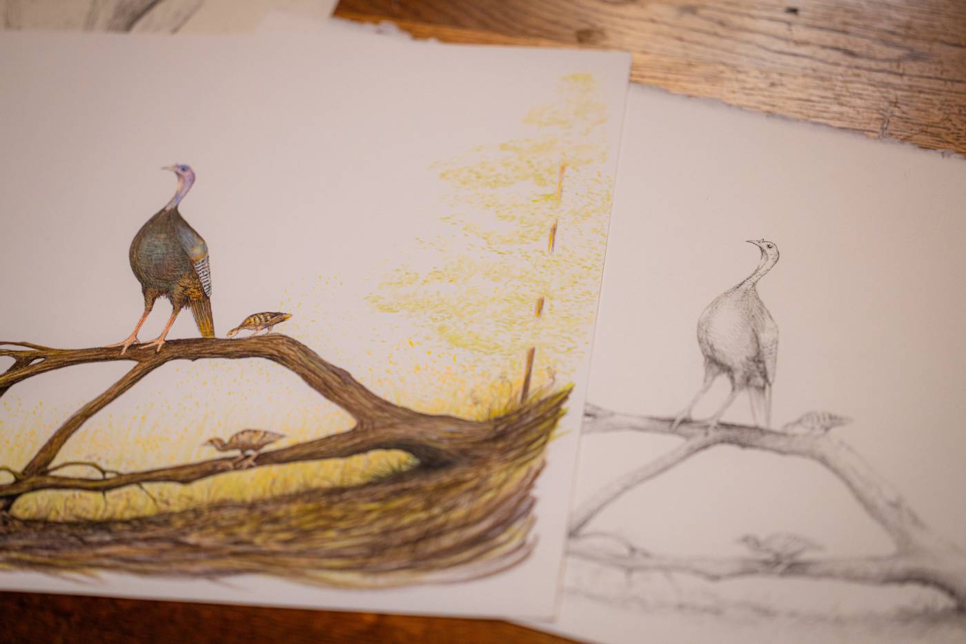 David Nichols, the Artist and Conservationist Behind the 2026